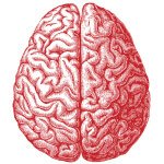 Brain Picture